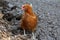 Chicken is looking for food in rural areas of Russia.