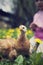 Chicken looks into the camera. Small hen in grass full of dandelions. Unfeathered poultry. Young chicken from farm. Bio breeding w