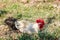 Chicken lying down on soil