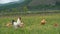Chicken in the meadow