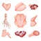 Chicken meat part set, parts of carcass, brisket wing, fillet, heart, legs, gizzard vector Illustrations on a white