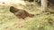 Chicken mother with baby grazing on green grass in livestock farm. Mother with chicken baby walking at meadow on poultry