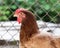 Chicken near the fence on the farm