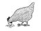 Chicken pecks grain sketch vector illustration