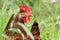 Chicken perched on a lush green grassy field