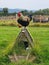 Chicken perched on the roof of a rustic house in a green field