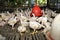 Chicken in poultry farm, White chicken farming industry,.