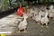 Chicken in poultry farm, White chicken farming industry,.