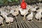 Chicken in poultry farm, White chicken farming industry,.