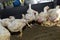 Chicken in poultry farm, White chicken farming industry,.