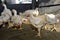 Chicken in poultry farm, White chicken farming industry,.