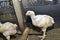 Chicken in poultry farm, White chicken farming industry,.