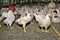 Chicken in poultry farm, White chicken farming industry,.