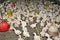 Chicken in poultry farm, White chicken farming industry,.