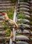 Chicken on a railway track