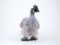 Chicken rare breed chickens Chinese silk. Portrait on white background