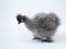 Chicken rare breed chickens Chinese silk. Portrait on white background