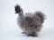 Chicken rare breed chickens Chinese silk. Portrait on white background