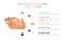 Chicken raw infographic template concept with five points list and various color with clean modern white background - vector