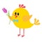 Chicken rooster gives a tulip flower isolated on a white background