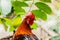 Chicken rooster head portrait closeup detail of farm poultry bird.