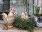 Chicken and rooster next to a nest of houseplants, Easter decor