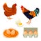 Chicken and rooster set, vector farm animals