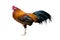 Chicken Rooster Stand isolate on white background