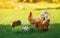 Chicken and rooster walk on the green grass next to the holiday basket bright Easter eggs in the village on a clear Sunny day in