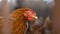 The chicken`s face is large. Funny looking portrait of a Cream Legbar chicken. Hen is looking left, seems to be grumpy, grouchy o