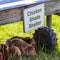 Chicken shade shelter