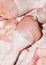 Chicken shins, thighs and wings.Background of raw fresh chicken.