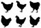 Chicken silhouette - domestic animals