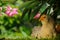 Chicken Sitting Under Bush