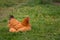 Chicken sitting in the yard in rural environment