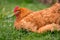 Chicken sleeping in the yard in rural environment