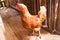 Chicken in a small local chicken coop, a chicken coop in an ecologically clean backyard of a rural farm wood-burning chicken coop