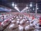 The chicken in the smart farming