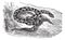 Chicken Snake or Rat Snake or Elaphe sp. or Pituophis melanoleucus vintage engraving