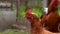 Chicken standing on a rural garden in the countryside. Close up of a chicken standing on a backyard shed with chicken