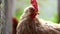 Chicken standing on a rural garden in the countryside. Close up of a chicken standing on a backyard shed with chicken coop. Free