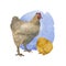 A chicken stands next to a chicken isolated on a white background. Watercolor illustration of farm animals. Easter motif with