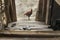 A Chicken stands outside a traditional wooden Burmese house