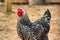 A chicken strutting in the barnyard.