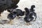 Chicken and tiny chicks, black broodstock and black pups, tiny chicks fed, natural chicken chicks