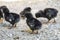 Chicken and tiny chicks, black broodstock and black pups, tiny chicks fed, natural chicken chicks