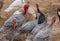 Chicken and Turkey bird farming.Turkey organic home farm.The Midget White Turkey Perfect Homestead. big fat turkey in the farm