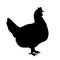 Chicken vector black silhouette