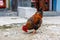 A chicken in a village on the Annapurna Base Camp Trek, Nepal