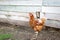 Chicken in the village rooster on the grass in the village by the fence